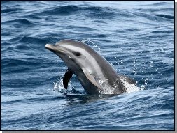 dolphin in north Martinique