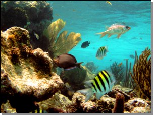 fish, corals, underwater view of the Tobago Cays