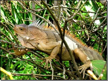 Iguana on Baradal Island in the Tobago Cays