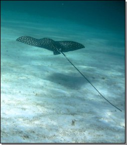 Eagle ray in the Tobago Cays lagoon